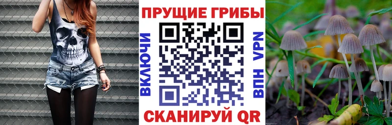 купить наркотики сайты  Королёв  МЕГА маркетплейс  Псилоцибиновые грибы Psilocybine cubensis 